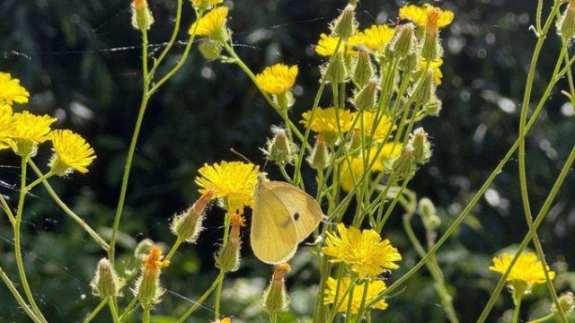 Up-close photo of dandelion. 