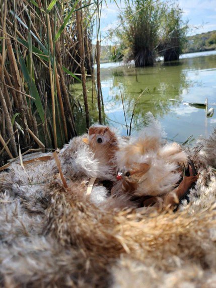 "Chicks" hanging out by the Danube River. 