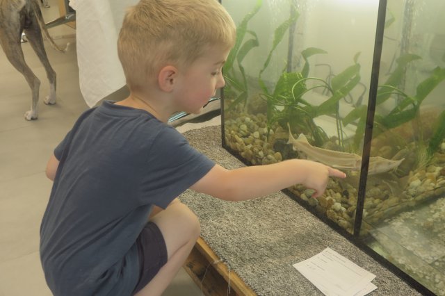 A child looking at a fish behind glass 